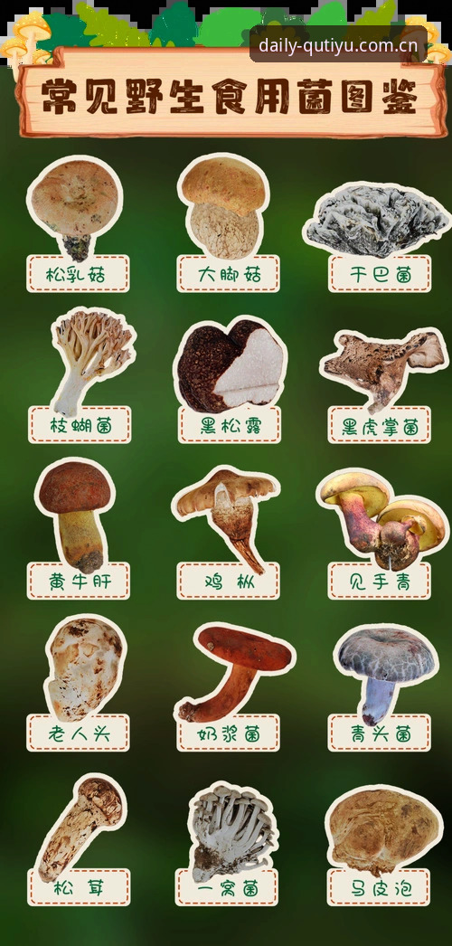 看懂科达冲三连冠，这份观赛实用指南请收好