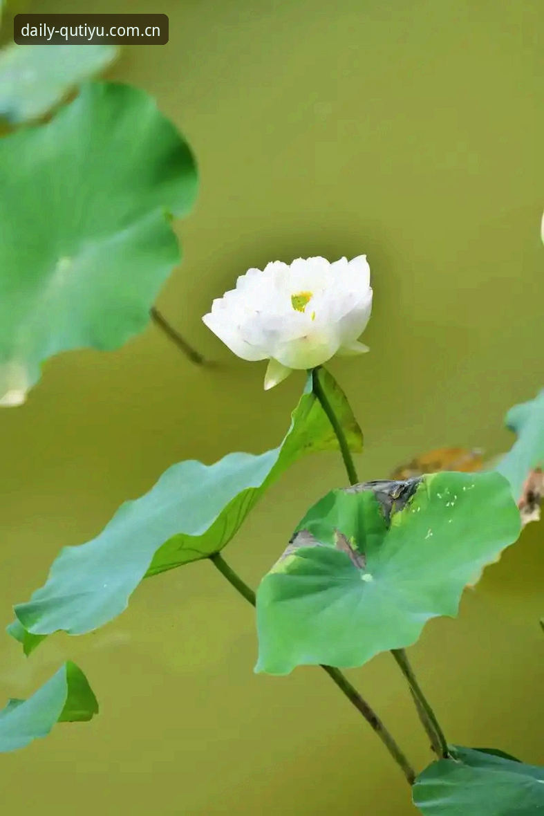 上周六，凯伦·威尔逊在家乡莱斯特的冠军联赛赛场上刚打出3-0的完胜，手机却收到了邻居的紧急来电——家中遭贼了。三块手表、若干珠宝，还有他专门为BeMoreFab儿童癌症慈善机构预留的2000英镑现金，全部被洗劫一空。数字摆在眼前，更扎心的是那笔善款的分量——伯明翰儿童医院的癌症病房里，这笔钱原本可以支撑小患者们三十多次艺术治疗课程。